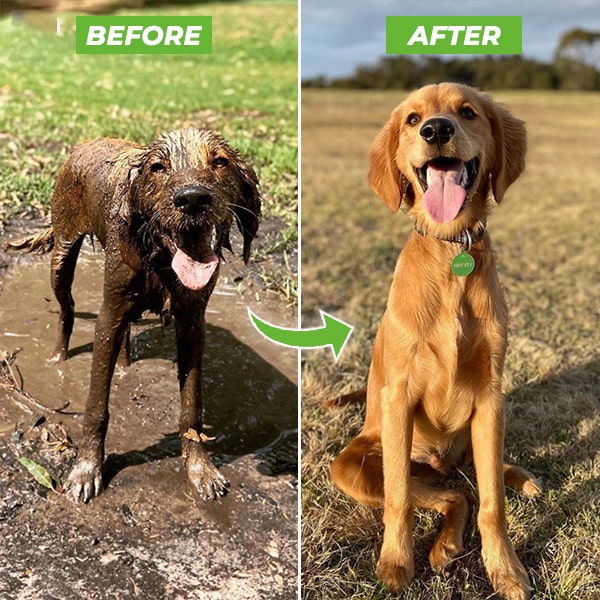 Dog Shower Sprayer | 360° Water Flow | Adjustable Water Control Grooming Tool