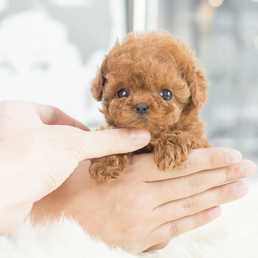 Interactive Robot Puppy Toy | Walking, Barking &amp; Tail Wagging | Touch &amp; Sound Responsive Companion