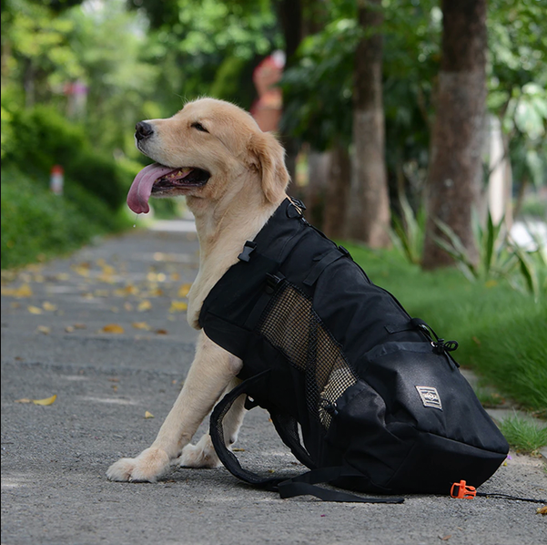 Pet Carrier Backpack | Breathable Mesh Travel Carrier | Adjustable Comfort Fit with Rain Cover