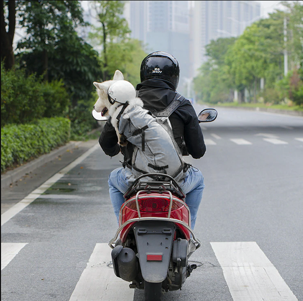 Pet Carrier Backpack | Breathable Mesh Travel Carrier | Adjustable Comfort Fit with Rain Cover
